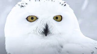 The Journey of the Snowy Owls | Wildlife Documentary