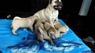 Vodafone pug pups pure breed sale call now 9971331250