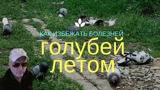 Как избежать болезней голубей летом?