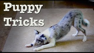 Wish - Dog Tricks 20 Wks