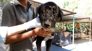 The dog who grew a new face – Kalu’s astounding recovery (graphic)