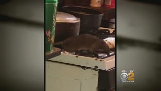 Rats Invade NYCHA Housing