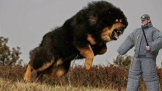 5 ПОРОД СОБАК - УБИЙЦ