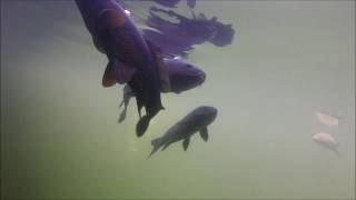 Curious Carp at Lake Powell