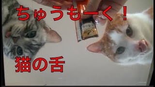 【猫記録492】下から猫