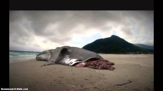 Megalodon still alive
