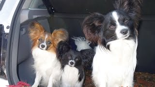 СОБАКИ - БАБОЧКИ. ПАПИЛЬОН!  Papillon. Dogs - BUTTERFLY.Odessa.