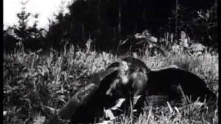 Przedwojenny film przyrodniczy Włodzimierza Puchalskiego