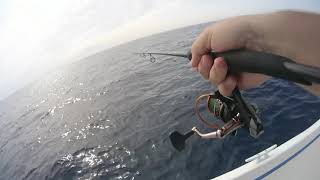 peche a la bonite aux leurres