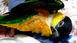 飼い主の上でカキカキ