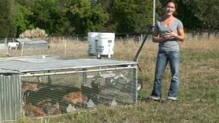 Chicken Tractors at Silva Star Farms