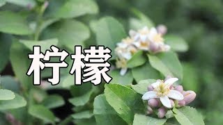 家里养盆栽柠檬，一个小技巧，长得枝叶茂盛年年开花结果多！【农家花婶】