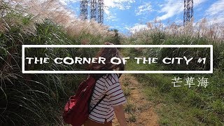 [吃飽喝足#2]網美景點樹林頂埔山--芒草海