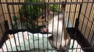 Squirrel foot amputation recheck