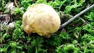 girolles pieds de mouton bolet royal