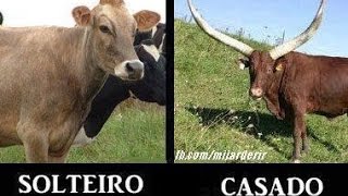 Soltero Vs Casado