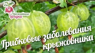 Грибковые заболевания крыжовника. Как вылечить крыжовник? #urozhainye_gryadki