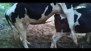 Sex Video Cow Mating (HD)  A Big Cock Doing Well With Vigana Female New Video 2019