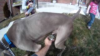 Dog urine sample collection- go pro camera view