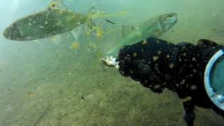 Fish feeding in Quebec