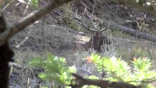 WY Elk Hunt 2012