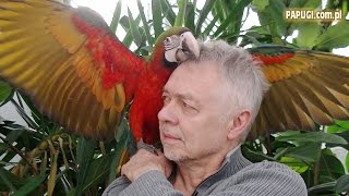 Cross-breed macaw (English dubbing)