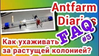 ЧаВо№3: Как ухаживать за муравьиной семьей в инкубаторе?