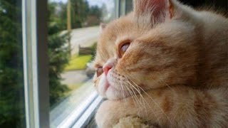 КОШКА У ОКОШКА (CAT AND WINDOW)