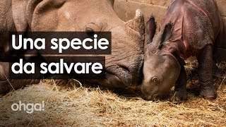 Il cucciolo di rinoceronte nato con l'inseminazione artificiale per salvare la sua specie