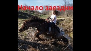 Как заездить лошадь. День первый.