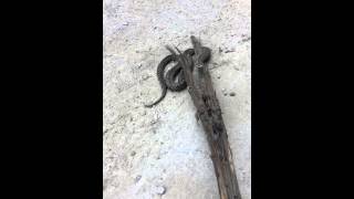 Viper snake found in liberty