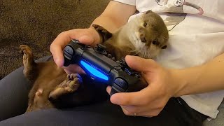 カワウソと仲良くテレビゲームしたらこうなった I played a friendly video game with an otter!