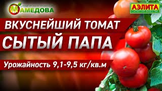 Вкуснейший Томат СЫТЫЙ ПАПА. Урожайность 9,1-9,5 кг/м²
