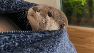 カワウソさくら 服の中に入って朝の支度をするカワウソ Otter spending the morning in clothes