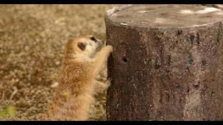 Cincinnati Zoo’s Meerkats Mimic Wild Behaviors with Help of 3D Printing Technology