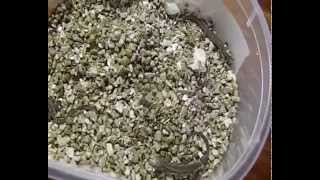 Разведение прытких ящериц морфы patternless