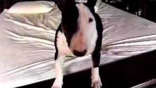 mini bull terrier jumping on bed