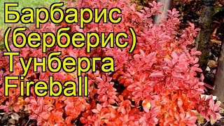 Барбарис тунберга Огненный шар (Фаербол). Краткий обзор, описание berberis thunbergii Fireball