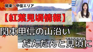 【紅葉見頃情報】関東甲信の山沿いでもだんだんと見頃に