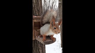 Белка недовольна моими приставаниями / The squirrel wants a nut, I'm in her way