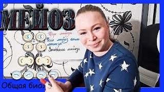 Мейоз. Фазы мейоза. Урок биологии №57.
