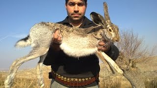 TAVŞAN AVI ,Hare Hunting, , yataktan taşla kaldırılışı-кролик охота- Caccia alla lepreأرنب صيد-