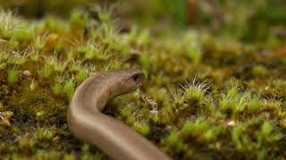 Slow worms crawl away ?