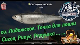 Русская Рыбалка 4. оз. Ладожское. Точка для ловли Сигов, Рипус, Ряпушка