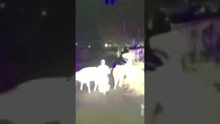 Cows helped police catch a drunk motorcyclist. Not a single cow was hurt