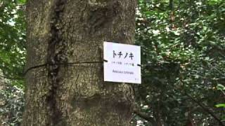 越谷市：特集「越谷アリタキ植物園」（H22.10）
