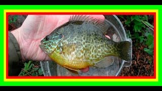 Старинный способ ловли рыбы на палец.  Ловля солнечного окуня. Sunfish.