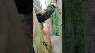 Про белочку - карманницу / About the pickpocket squirrel