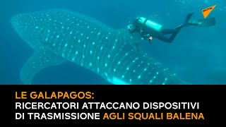 Le Galapagos, ricercatori attaccano dispositivi di trasmissione agli squali balena