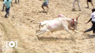 கருங்குளத்தில் முனியின் தெரி ஆட்டம்.....